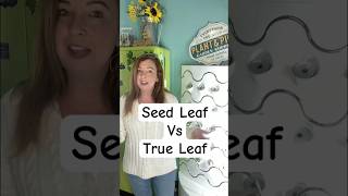 WHATS A SEED LEAF VS A TRUE LEAF #indoorgardens