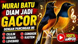 Download lagu PANCINGAN MURAI MEDAN ISIAN CILILIN KENARI KAPAS TEMBAK JANGKRIK CUCAK JENGGOT SRIGUNTING LOVEBIRD mp3