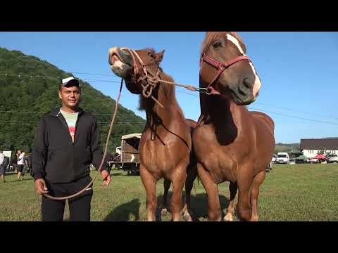 Targ expozitional de cai Tarlisua, Bistrita Nasaud 26 August 2023 NoU!!!