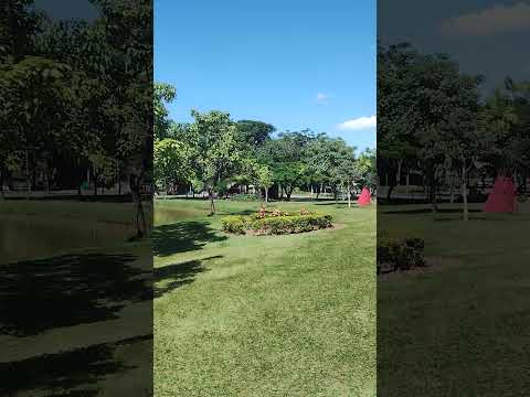 O Canto dos Pássaros no Parque Ipanema em Ipatinga MG #nature #natureza #passeio