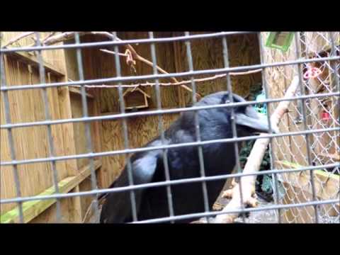 Jaz the American Crow makes some noise