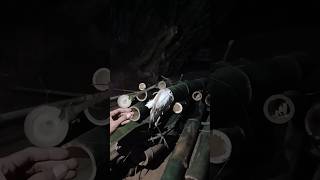 Download lagu ada bango masuk bamnu #cute #nature #shortvideo mp3