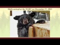 2017 Meet The Bears North American Bear Center Ely MN