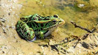 Clifton Chenier - Frog Legs