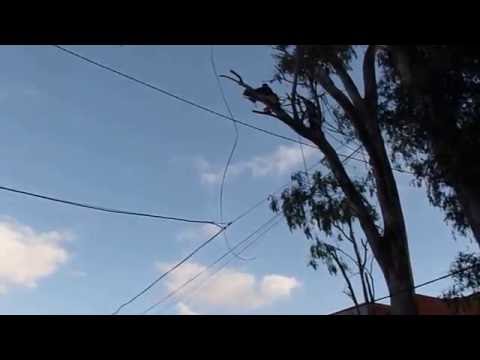 Poda de altura .- "Tijera Verde" - Argentina  ( Lujan.- Buenos Aires )