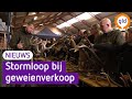 Iedereen wil het gewei van een edelhert kopen