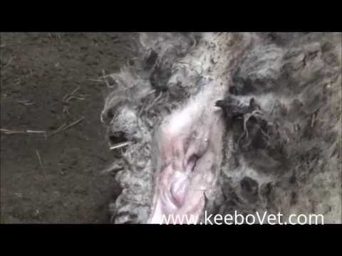 download lagu mp3 mp4 Sheep Pussy, download lagu Sheep Pussy gratis, unduh video klip Sheep Pussy