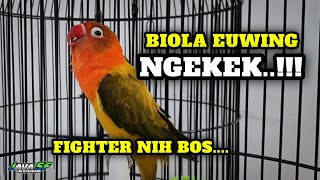 Download lagu Lovebird Biola Ewing Gold Ngekek Fighter Pancingan Lawan !! #lovebirdngekek mp3 Download lagu Lovebird Biola Ewing Gold Ngekek Fighter Pancingan Lawan !! #lovebirdngekek mp3