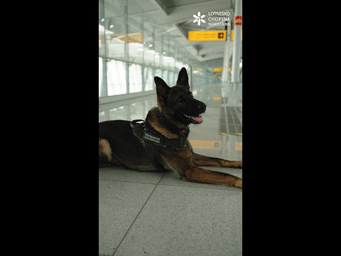Dzień Psa na Lotnisku Chopina w Warszawie 2025