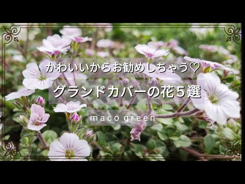 カーペットカスミソウ 植物