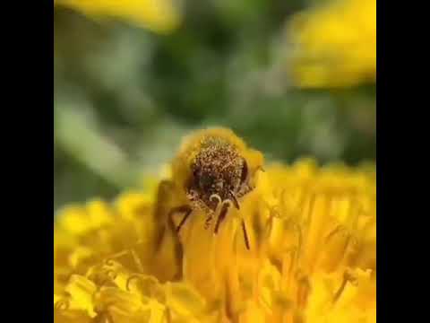 Pčela sakuplja polen usporen snimak - Honey bee collect pollen slowmotion