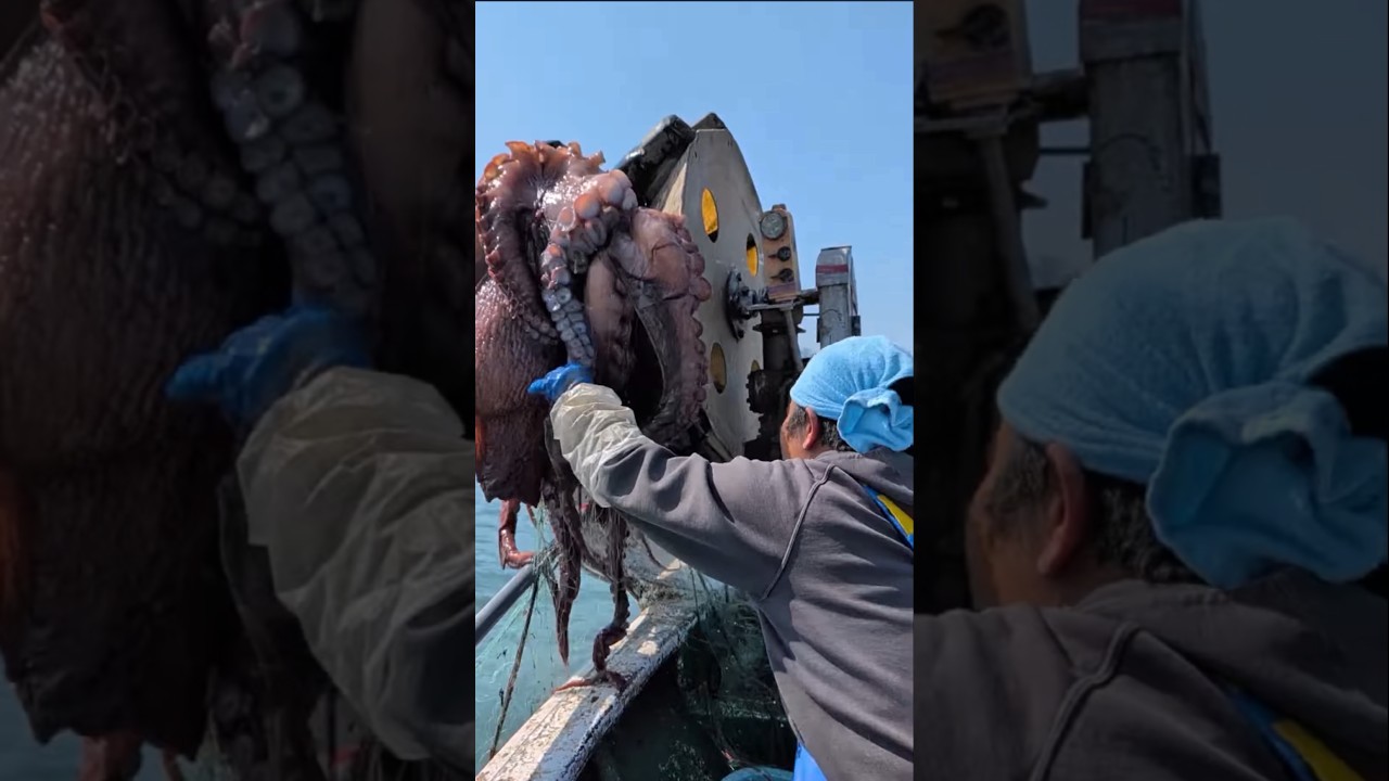 驚愕の巨大生物襲来！#shorts #amazing #fisherman