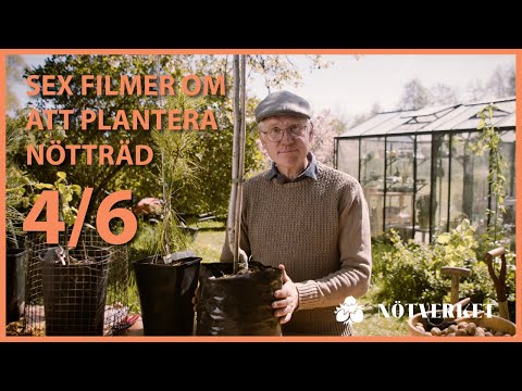 Plantera Nötträd - Del 4 - träd i kruka