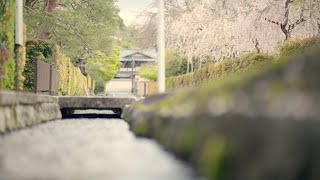 まだ桜咲く京都