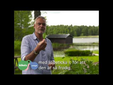 Ernsts kryddskola: libbsticka