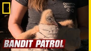 Baby Vulture | Bandit Patrol