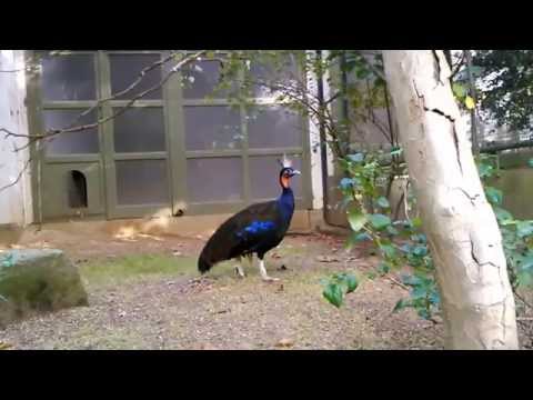 Congopauw — Antwerp Zoo