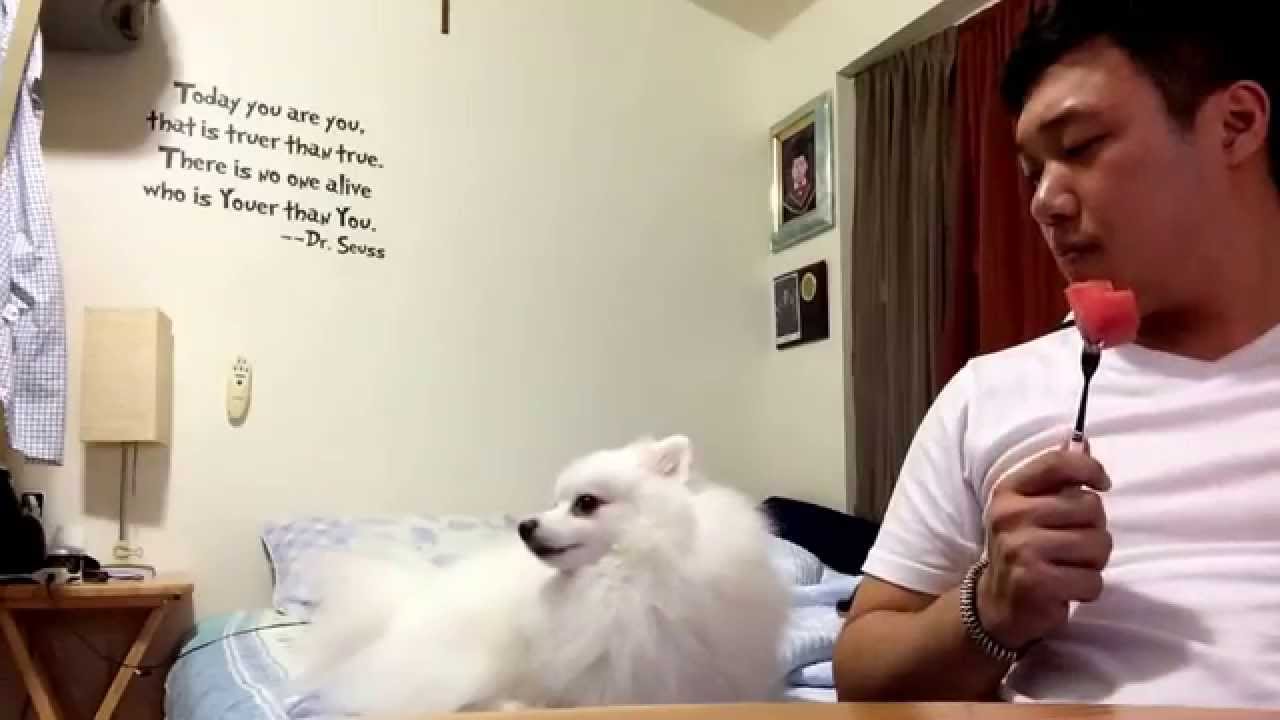 好想吃喔…毛小孩想吃西瓜　偷瞄主人又撇頭裝酷