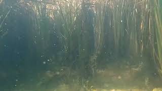 Video thumbnail 2