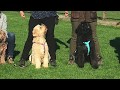 Dogdance Sport Spel Bij Paws4Fun Can T Take My Eyes Of You