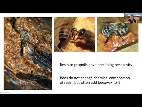 BF Biodlarkonferensen 2021 föreläsare MarlaSpivak