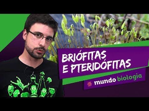 🌿 Botany (1/5): Bryophytes and Pteridophytes - Biology - ENEM