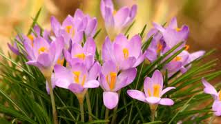 DARREN HAYES ~ ROSES