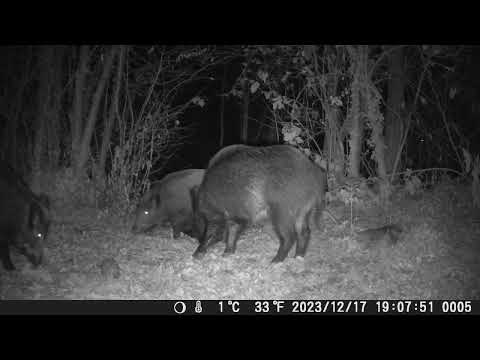 Riccio Vasco accerchiato dai cinghiali