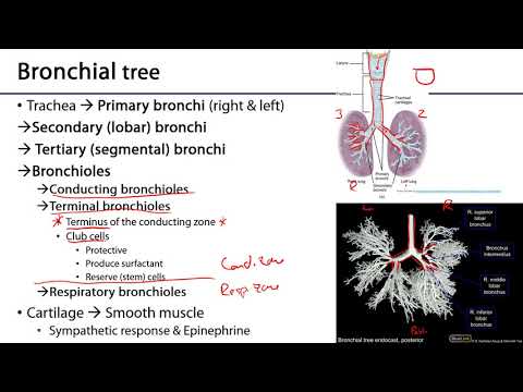 Respiratory - Bronchial Tree