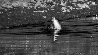 Otter Catching Fish At Mabula Waterhole