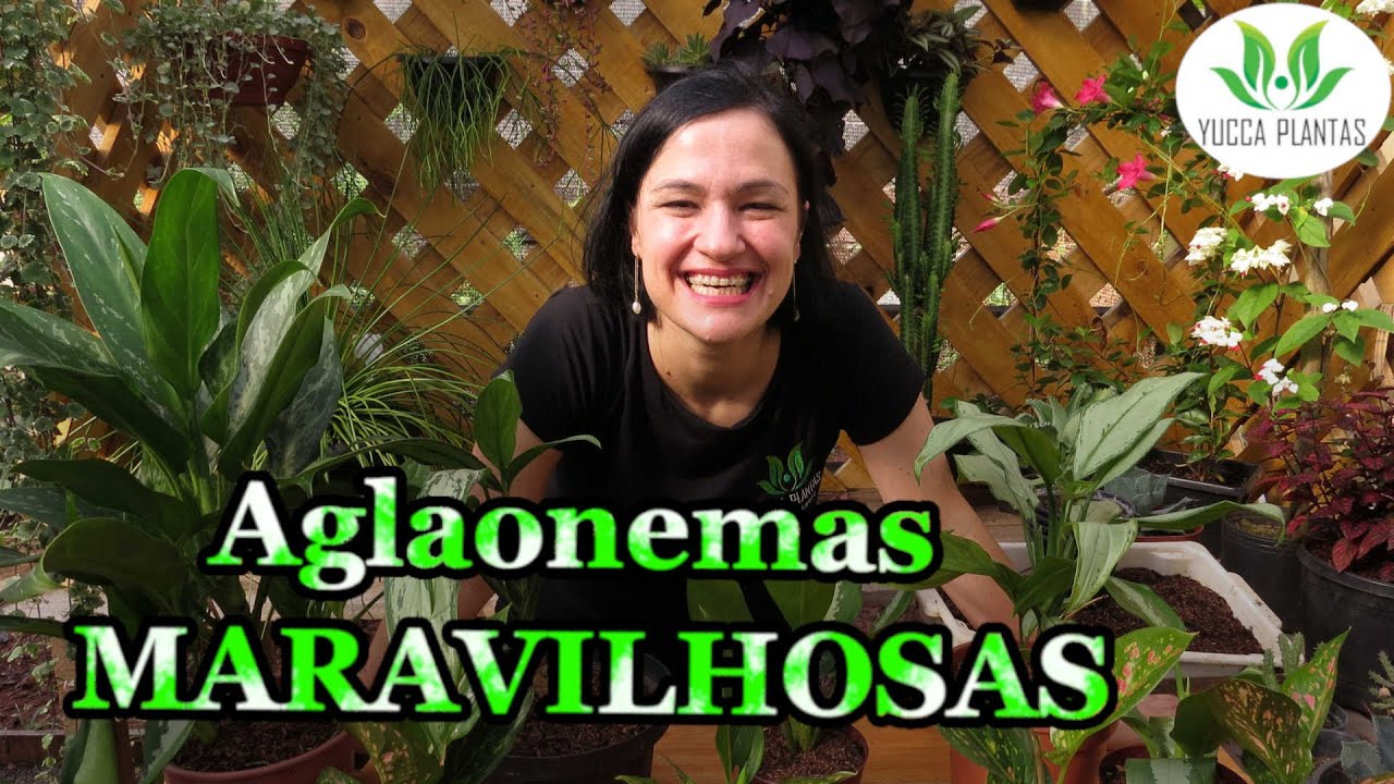 O MARAVILHOSO gênero dos Aglaonemas!
