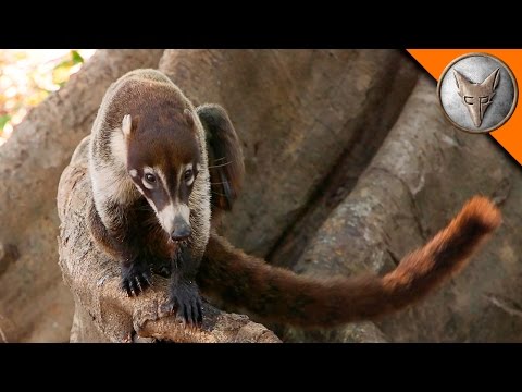 image-Are Coatimundis related to raccoons?