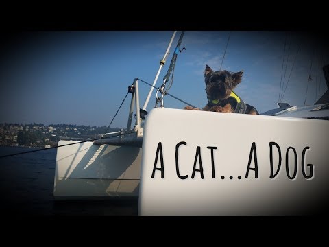 Kid's Perspective: Raising a Dog on our Catamaran