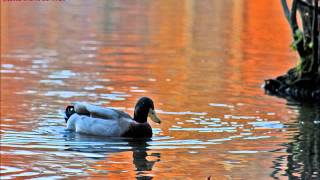 Linda Ronstadt - &quot;I Will Always Love You&quot;