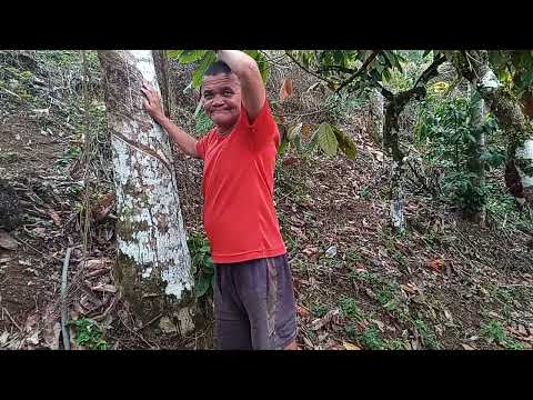 Ensinando cortar seringgueira em itubera, Bahia.