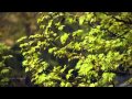 Anathema - Alone