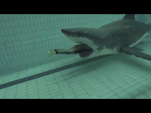 Medos Irracionais: Tubarão na Piscina