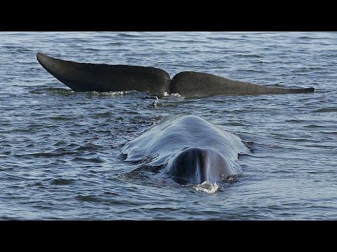 Iceland resumes fin whale hunting to dismay of animal welfare groups