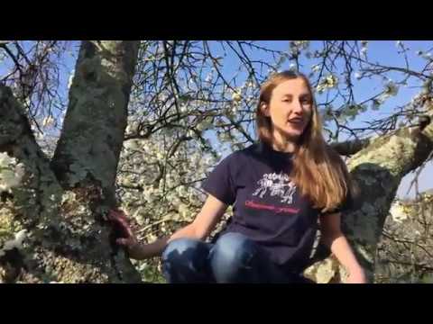 47 Festival Steverjan 2017 Spot 01