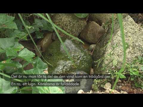 Plantera med John – Välbefinnande