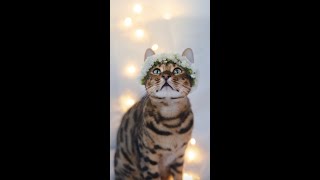 Cat wears Flower Crown in Total Bliss