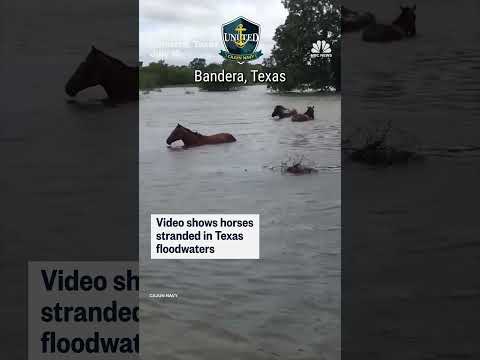 Horses stranded in Texas floods