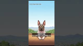 강아지 자는 자세의 비밀 #Shorts
