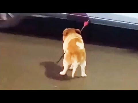 Rescue Dog Video Thumbnail