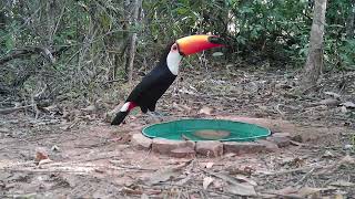 tucano toco tomando um gole de água