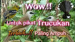 Download lagu Suara Pikat Trucukan Ribut Kombinasi Terbaik Paling Ampuh mp3 Download lagu Suara Pikat Trucukan Ribut Kombinasi Terbaik Paling Ampuh mp3