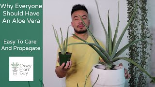 How To Care and Propagate Your Aloe Vera | Houseplant Care Guide