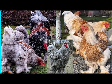 Brahma chicken colors || Brahma chicken farming || brahma chicken All colors in the world
