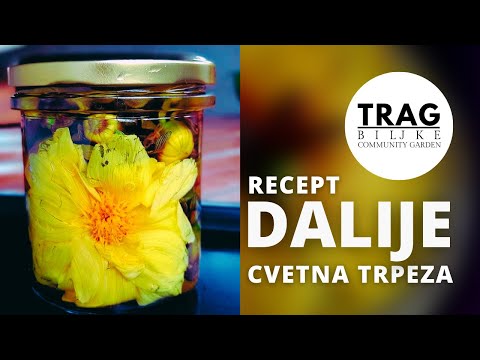 WINTER HOUSE - DAHLIA - FLOWER TABLE - RECIPE (2021) [TRACE OF THE PLANT]