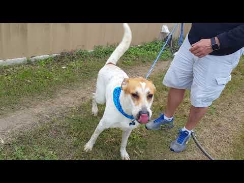 Jax, an adopted Akita & Labrador Retriever Mix in Bandera, TX